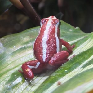 Epipedobates anthonyi
