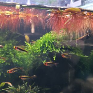 Weeping Moos (Vesicularia ferriei)