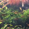 Weeping Moos (Vesicularia ferriei)