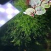 Weeping Moos (Vesicularia ferriei)