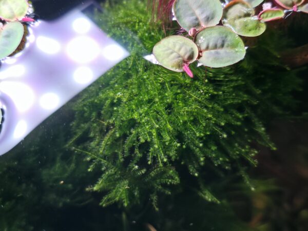 Weeping Moos (Vesicularia ferriei)