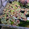 Phyllanthus fluitans Phyllanthus fluitans