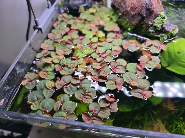 Phyllanthus fluitans Phyllanthus fluitans