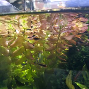 Bacopa caroliniana "Colorata"