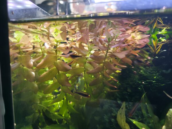 Bacopa caroliniana "Colorata"