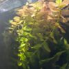 Bacopa caroliniana "Colorata"