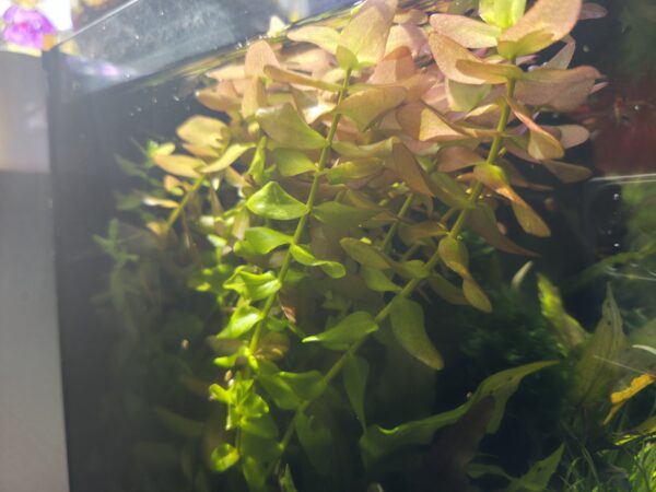 Bacopa caroliniana "Colorata"
