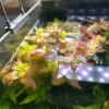 Bacopa caroliniana "Colorata"