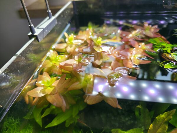 Bacopa caroliniana "Colorata"