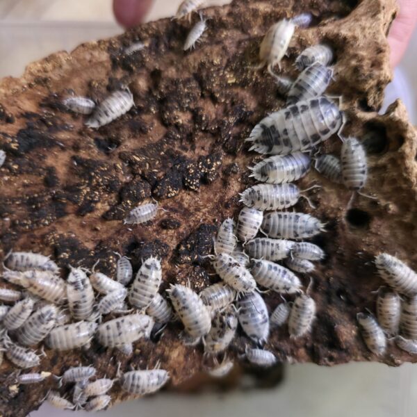 Porcellio laevis "Panda"