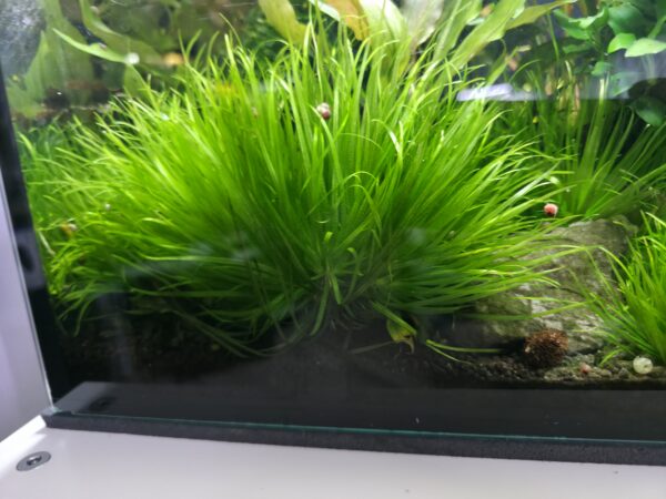 Blyxa japonica
