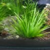 Blyxa japonica