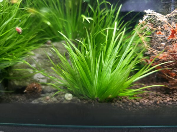 Blyxa japonica