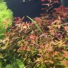 Ludwigia palustris "Super Red"