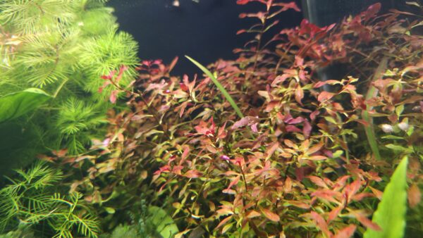Ludwigia palustris "Super Red"