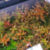 Ludwigia palustris "Super Red"