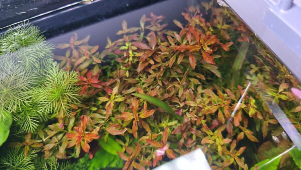 Ludwigia palustris "Super Red"