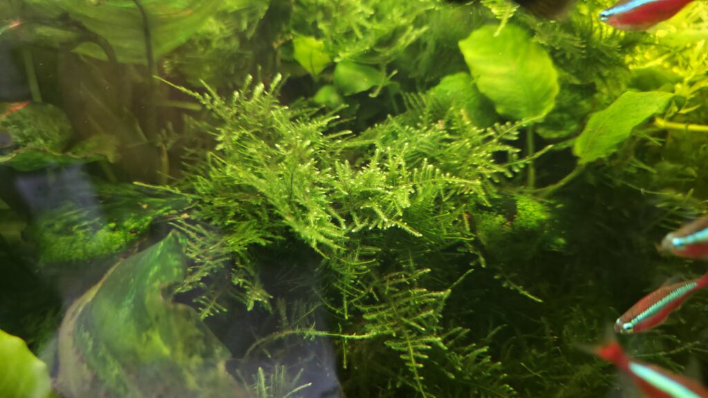 Christmas Moos (Vesicularia montagnei)