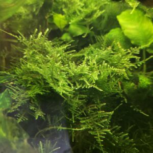 Christmas Moos (Vesicularia montagnei)