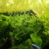 Christmas Moos (Vesicularia montagnei)