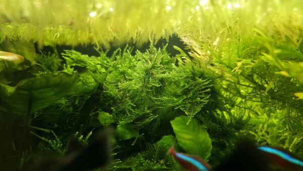 Christmas Moos (Vesicularia montagnei)