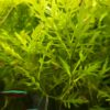 Hygrophila difformis