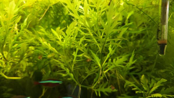 Hygrophila difformis