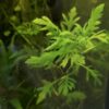 Hygrophila difformis