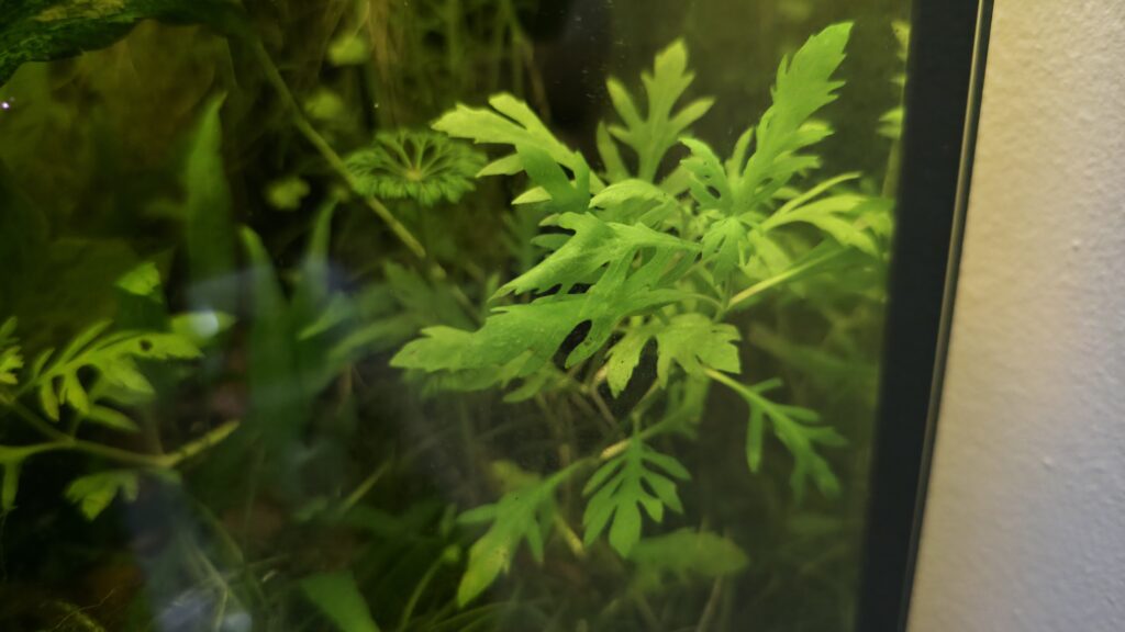 Hygrophila difformis