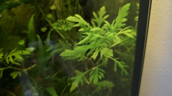 Hygrophila difformis