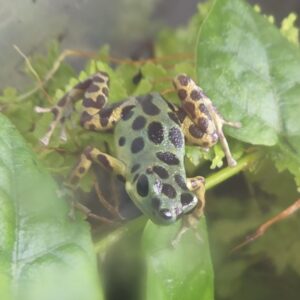Oophaga pumilio "Colon"