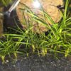 Helanthium tenellum "Green"