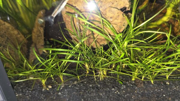Helanthium tenellum "Green"
