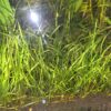 Helanthium tenellum "Green"