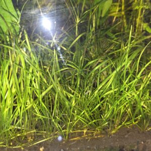 Helanthium tenellum "Green"
