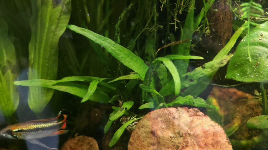Microsorum pteropus (Javafarn)
