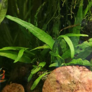 Microsorum pteropus (Javafarn)