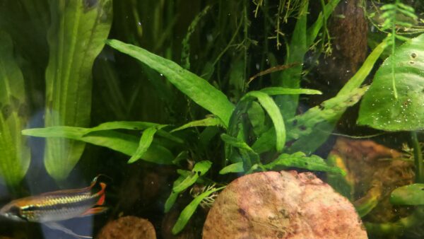 Javafarn Microsorum pteropus (Javafarn)