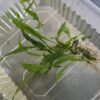 Javafarn Microsorum pteropus (Javafarn)