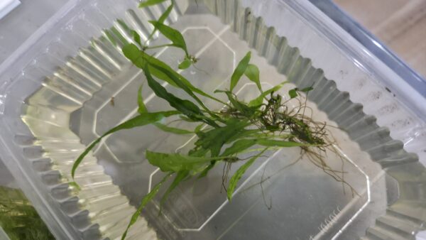 Javafarn Microsorum pteropus (Javafarn)