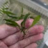 Javafarn Microsorum pteropus (Javafarn)