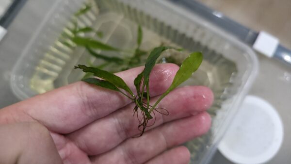 Javafarn Microsorum pteropus (Javafarn)