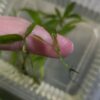 Javafarn Microsorum pteropus (Javafarn)