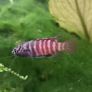 Dario tigris