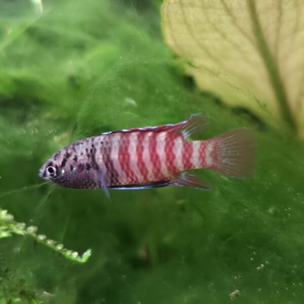 Dario tigris