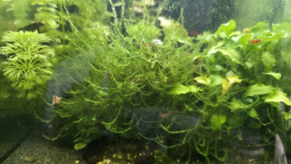 Spiky Moos (Taxiphyllum sp.)