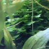 Lomariopsis cf. lineata (Süßwassertang)