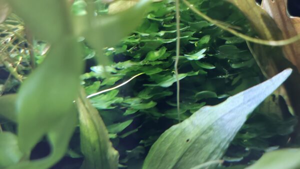 Lomariopsis cf. lineata (Süßwassertang)