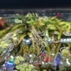 Hygrophila pinnatifida