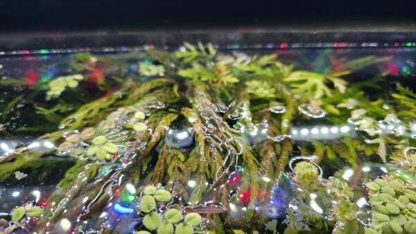 Hygrophila pinnatifida